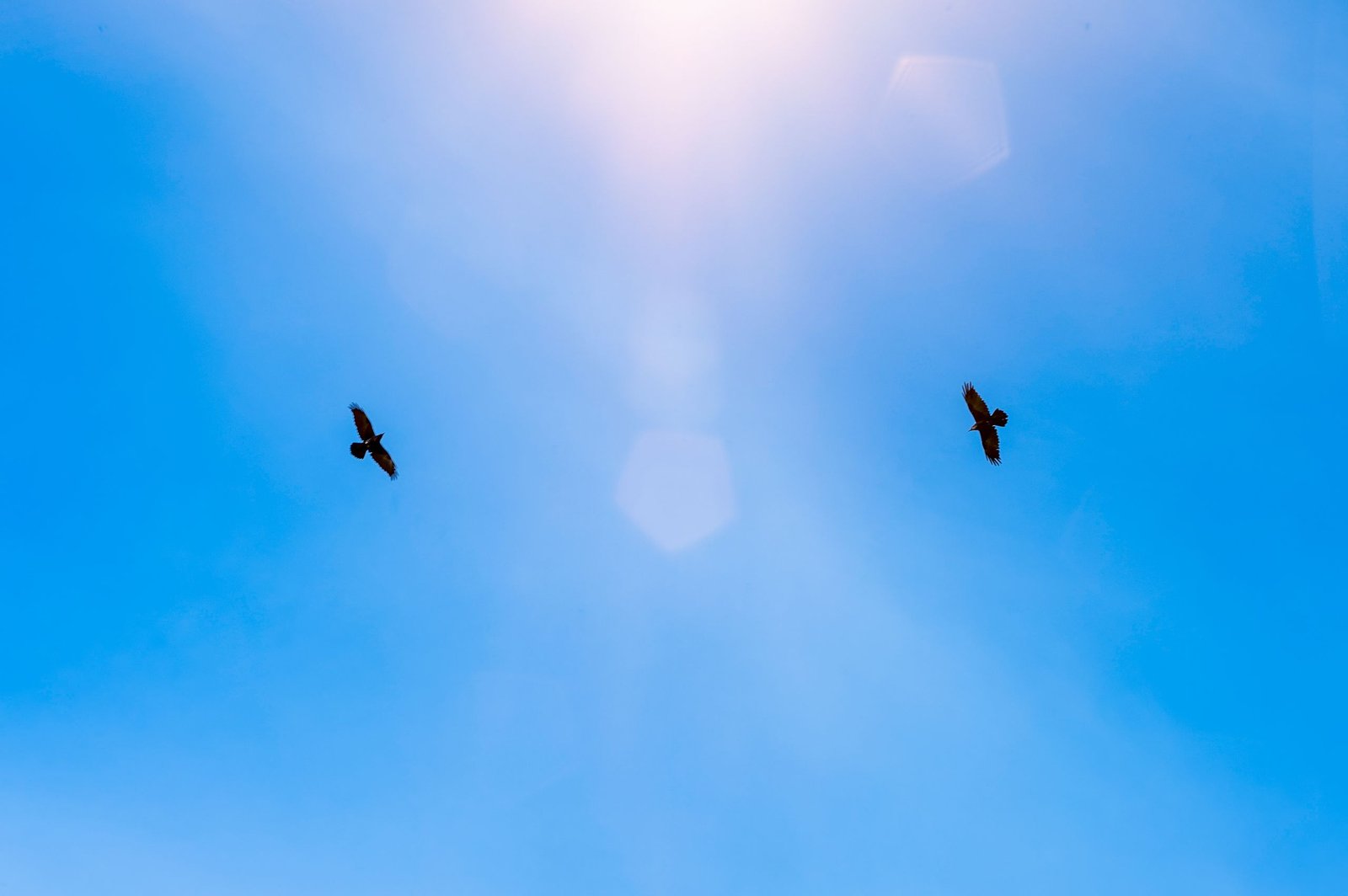 From below silhouettes of big free birds flying high in bright blue cloudless skies in sunshine